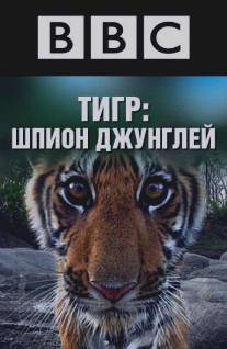 BBC: Тигр - Шпион джунглей/Tiger: Spy in the Jungle (2008)