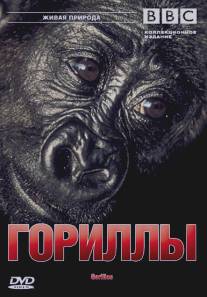 BBC: Гориллы/Wildlife Special: Gorillas