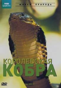 BBC: Королевская кобра/King Cobra and I