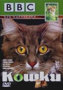 BBC: Кошки/Cats