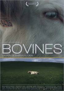 Коровы/Bovines