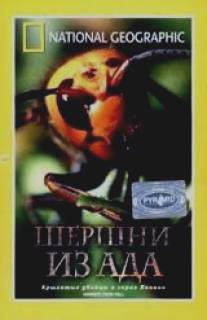 НГО: Шершни из ада/Hornets from Hell (2002)