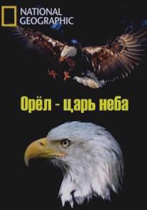 Орёл - царь неба/The Eagles