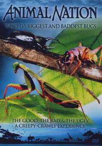 Самые большие и страшные жуки в мире/World's Biggest and Baddest Bugs