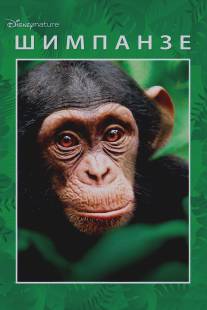 Шимпанзе/Chimpanzee (2012)