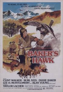 Ястреб бейкера/Baker's Hawk
